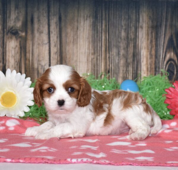 Buttercup