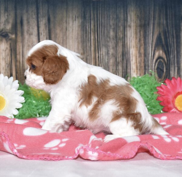 Buttercup - Image 3