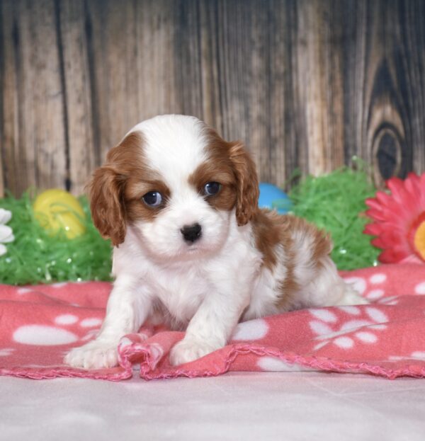Buttercup - Image 5