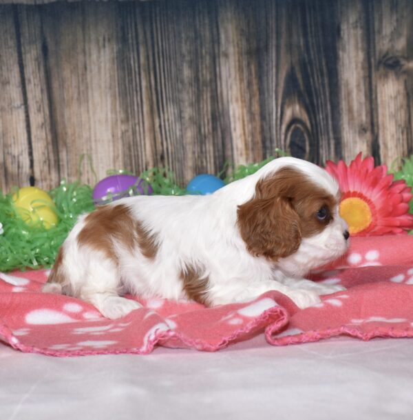 Buttercup - Image 6