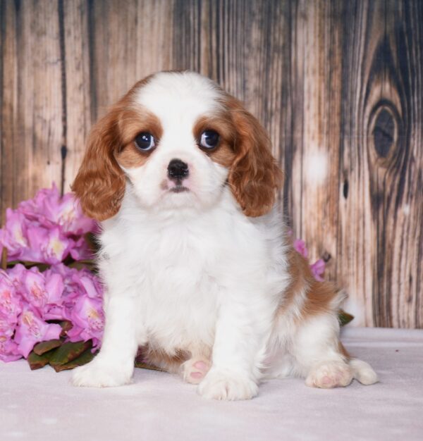 Brown and white, male, cavalier puppy, puppies for sale, puppies for sale in Ohio