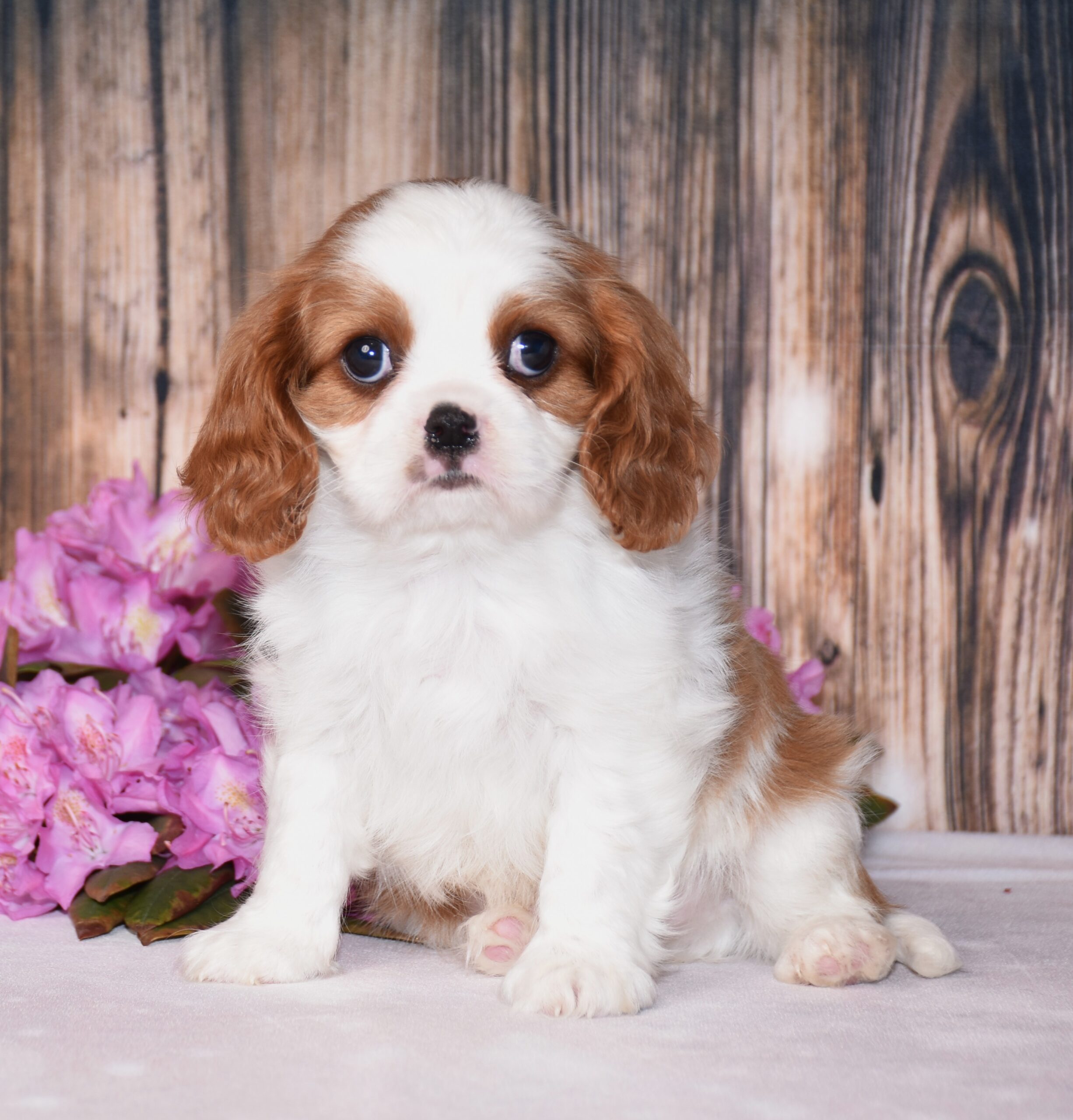 Brown and white, male, cavalier puppy, puppies for sale, puppies for sale in Ohio