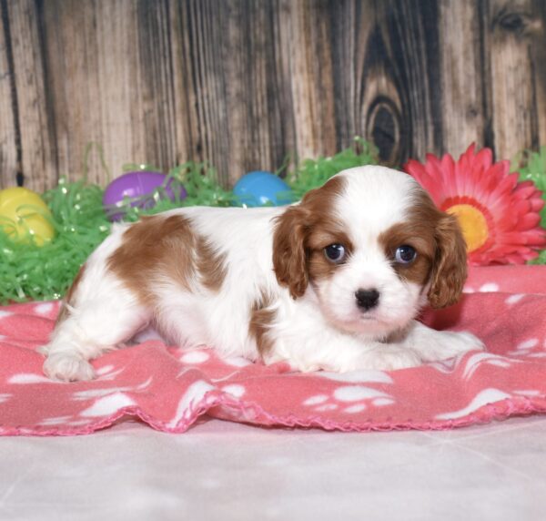 Buttercup - Image 4
