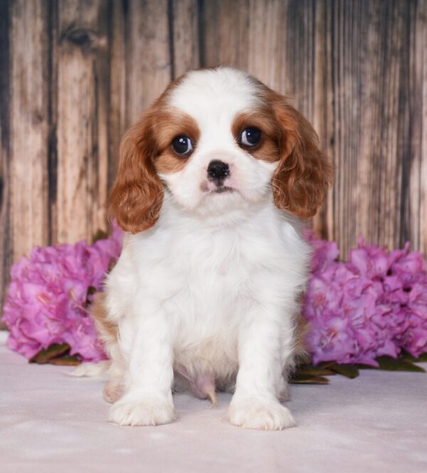 Brown and white, male, cavalier puppy, puppies for sale, puppies for sale in Ohio