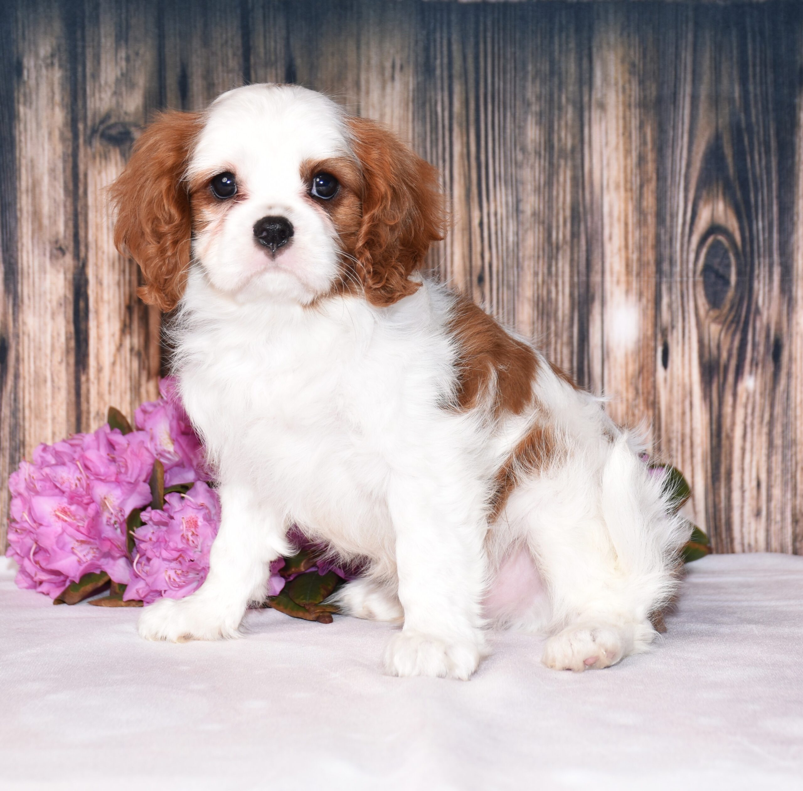 Brown and white, male, cavalier puppy, puppies for sale, puppies for sale in Ohio
