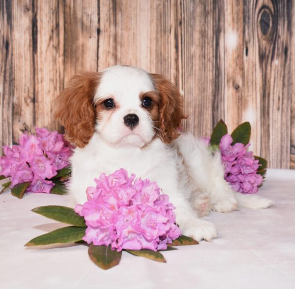 Brown and white, male, cavalier puppy, puppies for sale, puppies for sale in Ohio