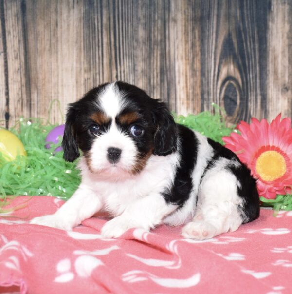 Cavalier, puppy, male, tri colored, cavalier king Charles, soft coat, cute puppy