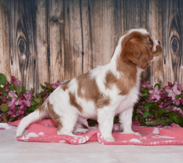 Boomer - Image 5