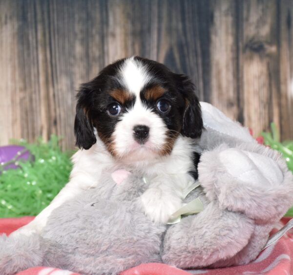 Cavalier, puppy, male, tri colored, cavalier king Charles, soft coat, cute puppy