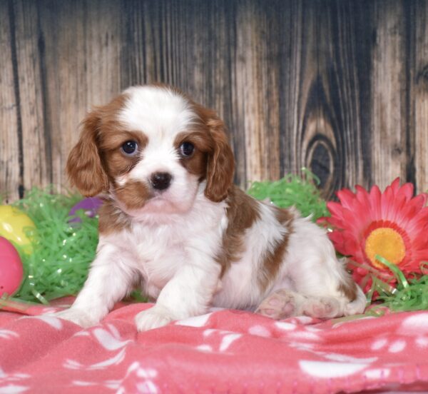Boomer - Image 7