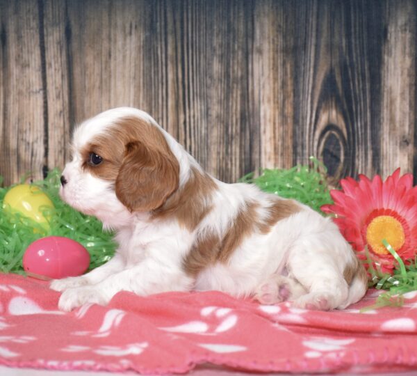 pretty puppy