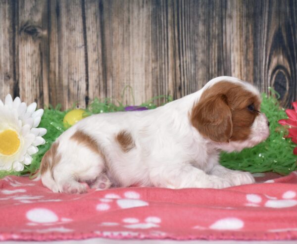 Bubba - Image 5