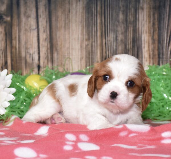 Bubba - Image 4