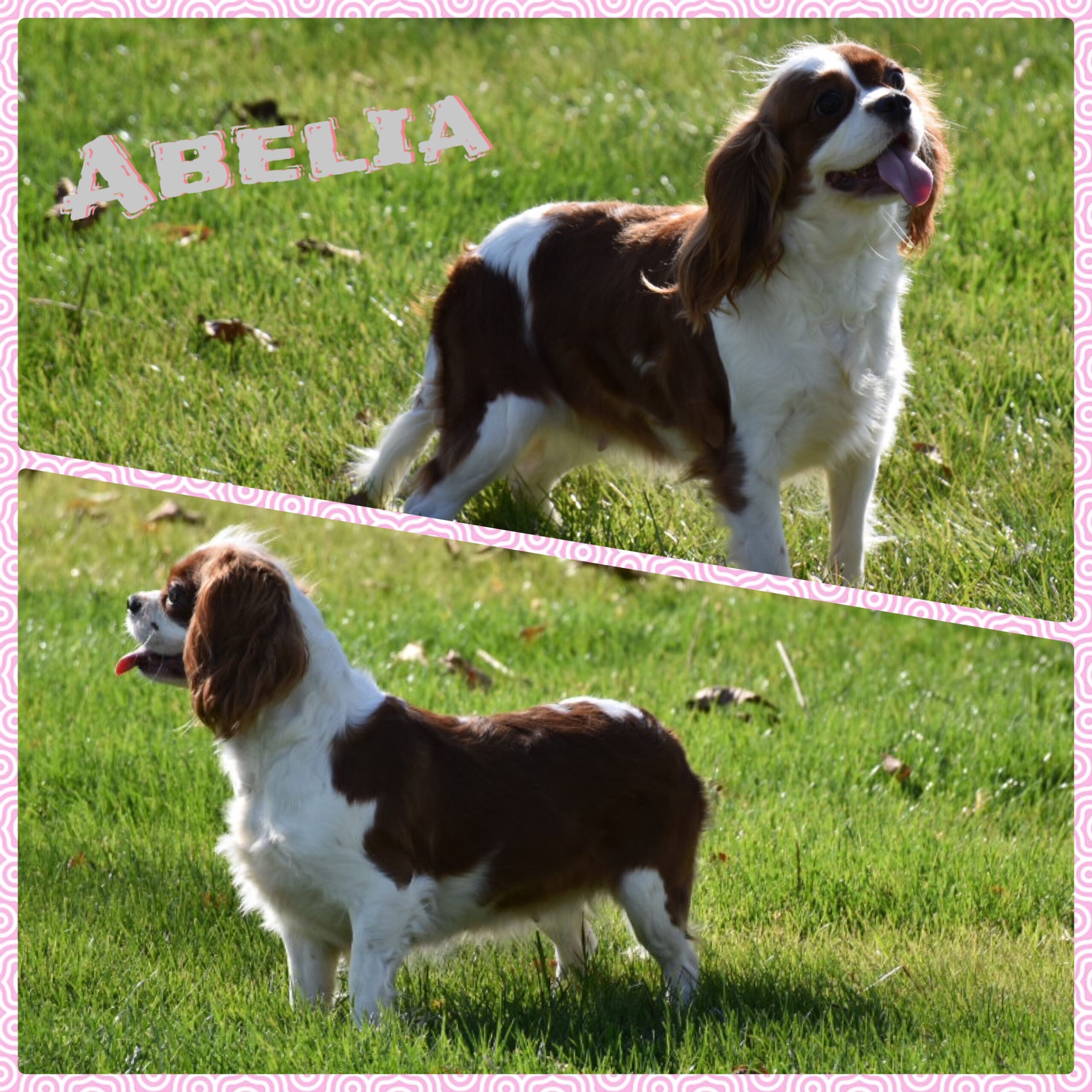 Abelia Abelia