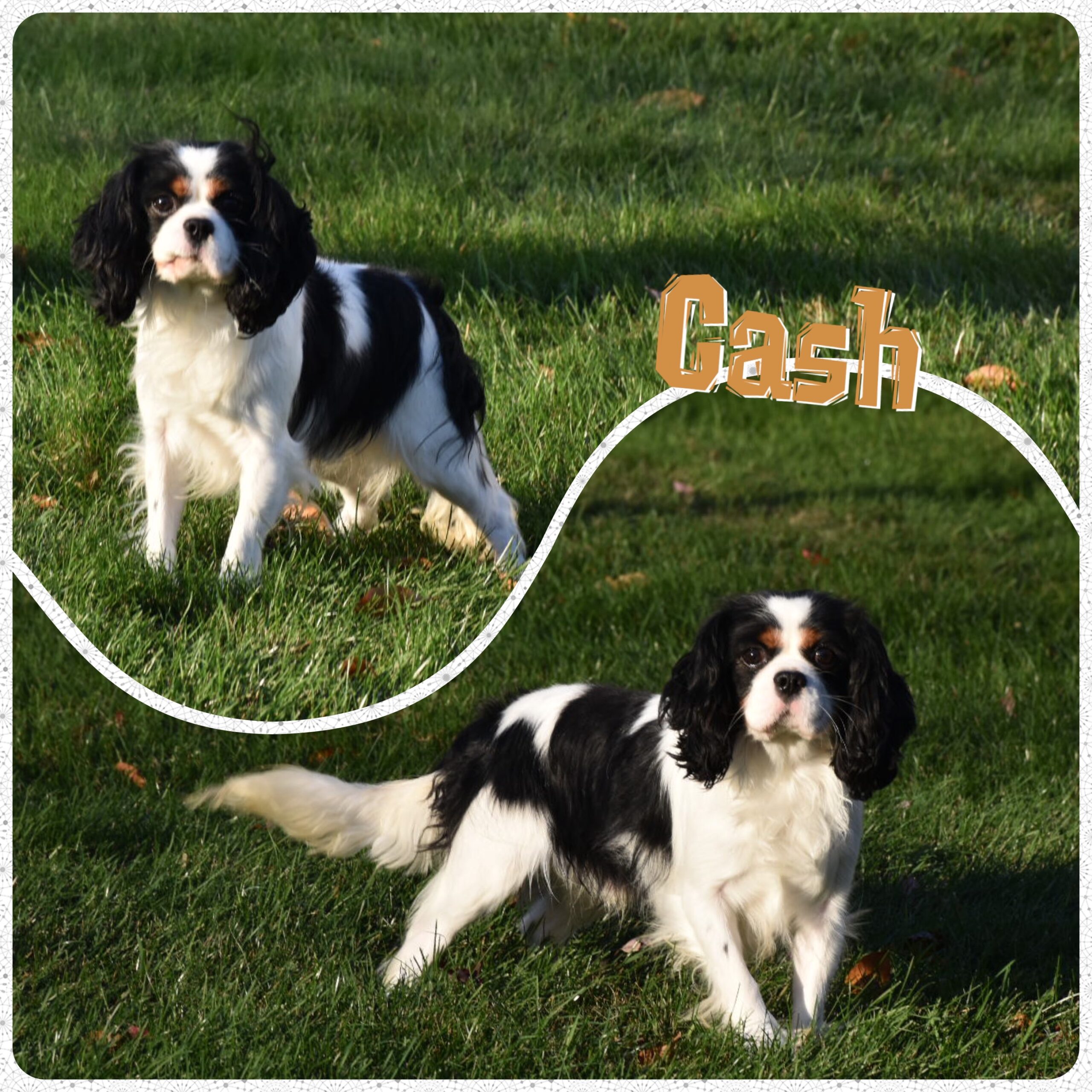 Cash Cash