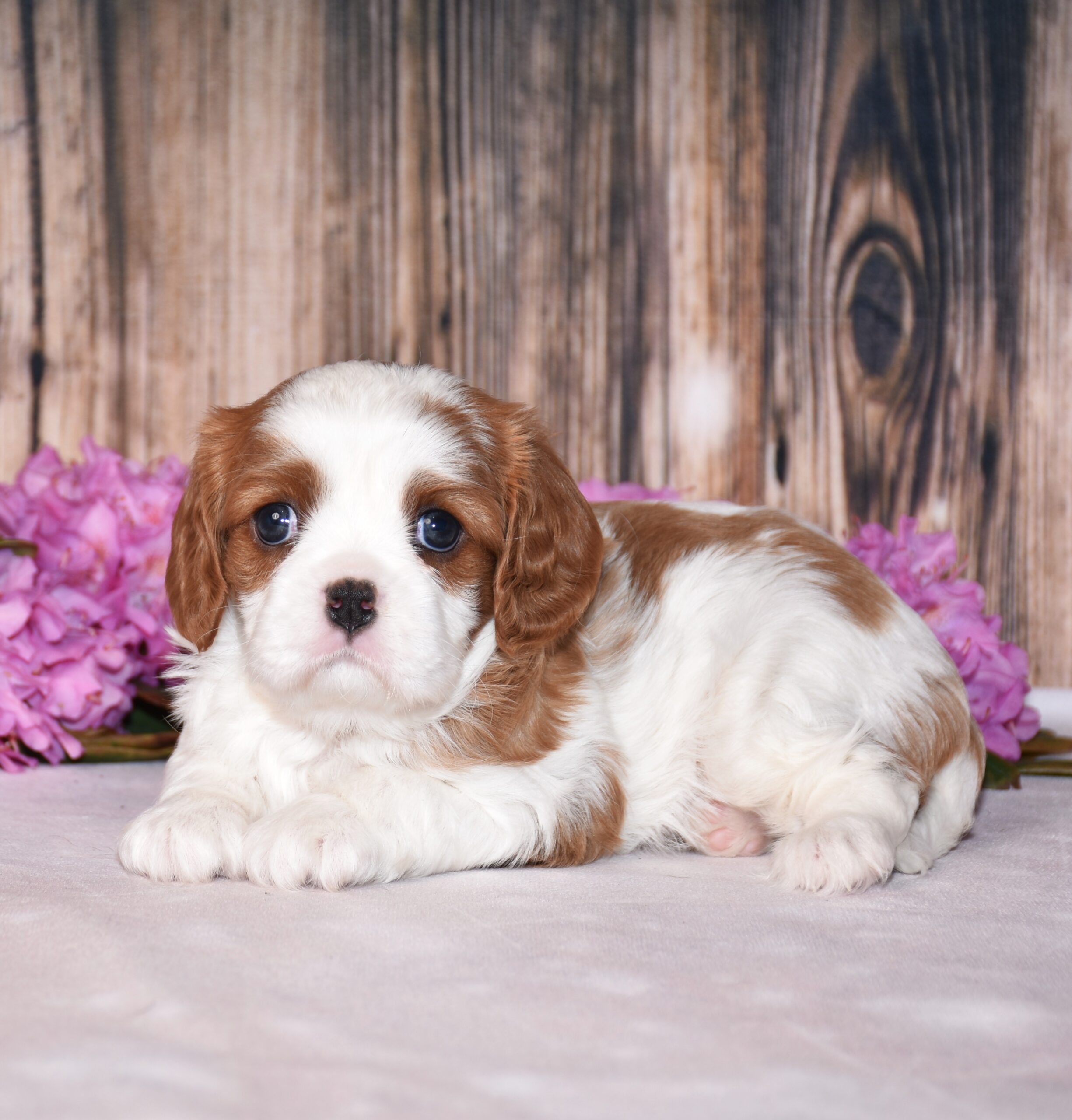 Brown and white cavalier male puppy, Cavalier puppies for sale, Cavalier puppies for sale in ohio