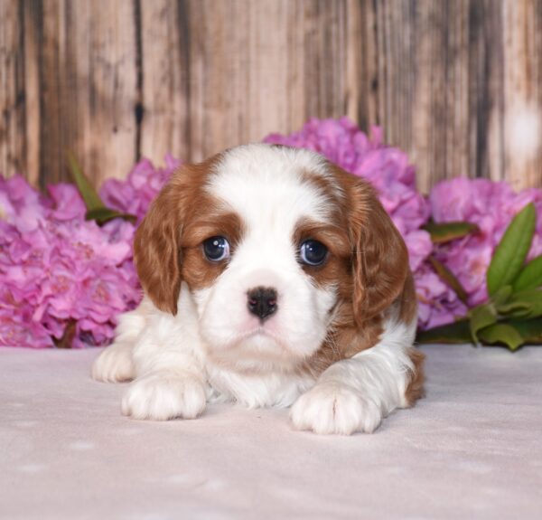 Brown and white cavalier male puppy, Cavalier puppies for sale, Cavalier puppies for sale in ohio