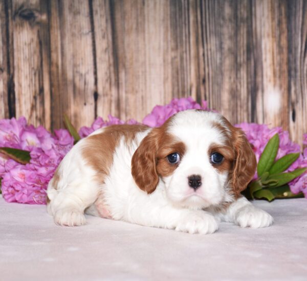 Brown and white cavalier male puppy, Cavalier puppies for sale, Cavalier puppies for sale in ohio