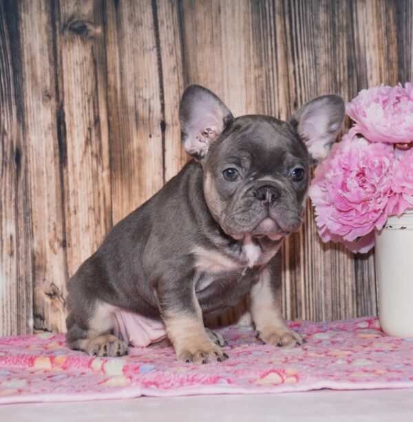Gemma - Image 5