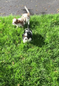 Banjo, Buttercup & Boomer