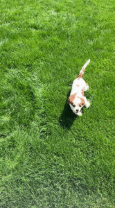 Puppy Playtime!