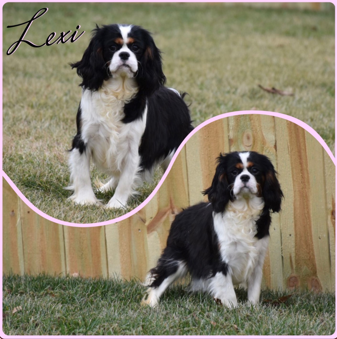 Lexi Lexi